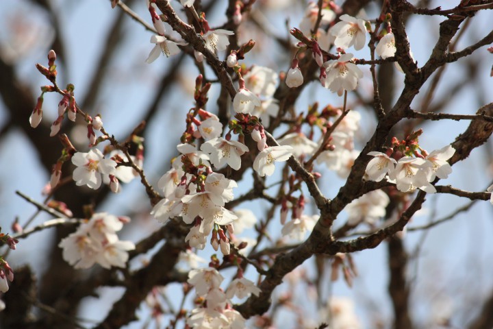 庭の桜　３分咲き
