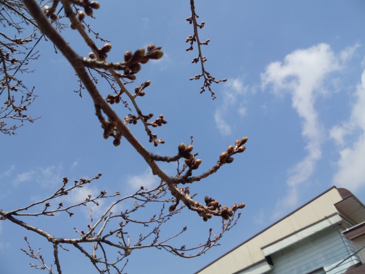 庭の桜は、まだつぼみ