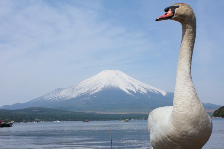 白鳥と富士山　　☆山中湖観光情報☆