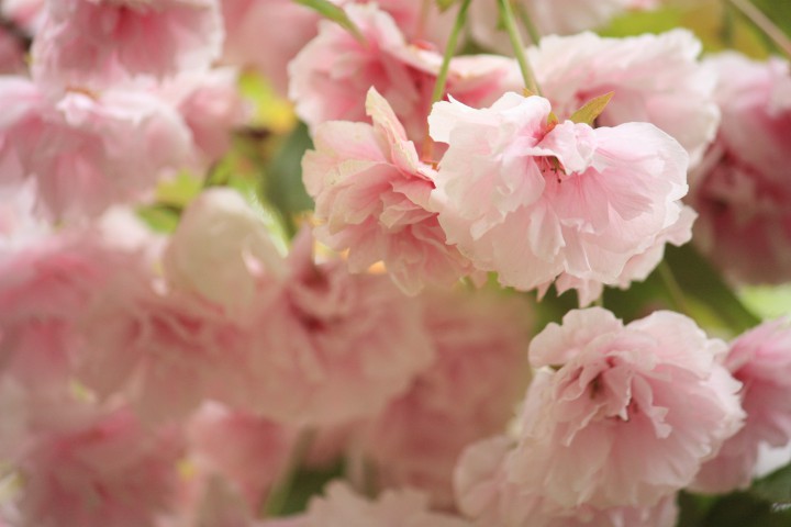 庭の八重桜　