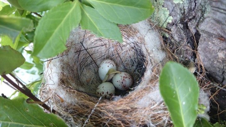 木の上に鳥の巣発見。中には卵が3つ