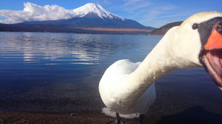 【おもしろ写真】山中湖畔で白鳥に遭遇