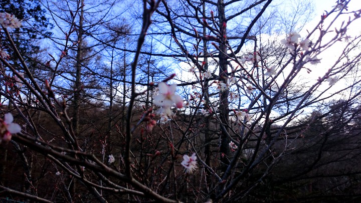 庭の小さな桜が三分咲き。