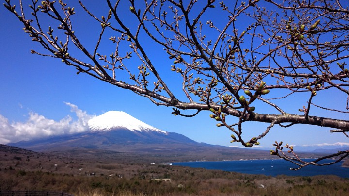 三国峠パノラマ台の桜はまだつぼみ