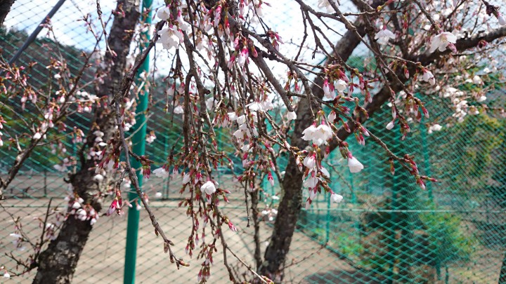 テニスコート脇の桜が咲き始めました。