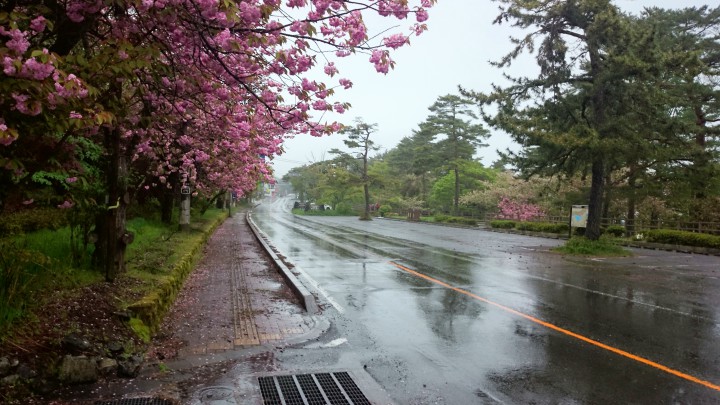 雨ですが道ばたの八重桜が満開です
