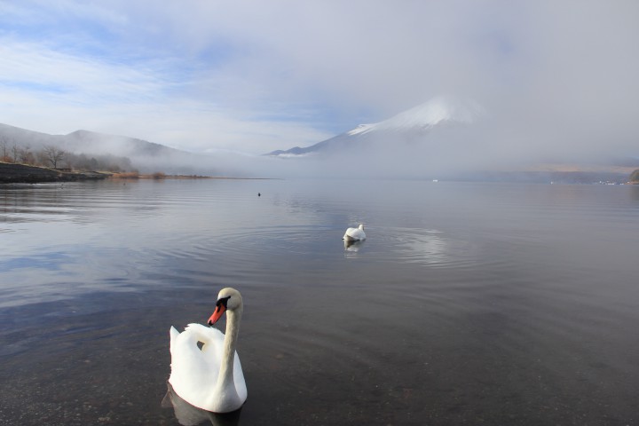 山中湖畔には白鳥がたくさんいます