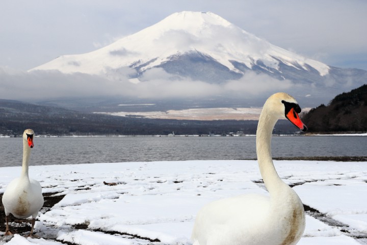 白鳥はいつもつがい、山中湖の白鳥。