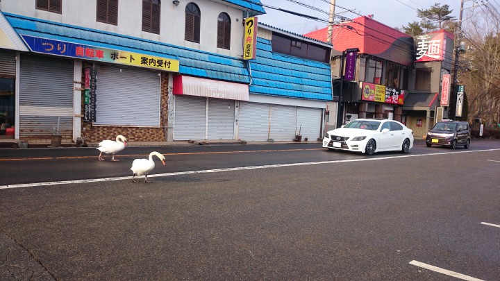 白鳥が道路を横断中です。