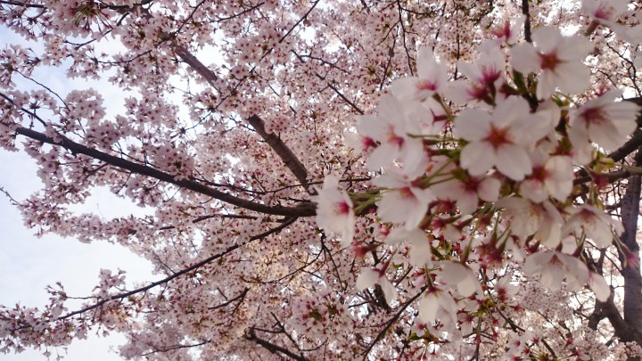富士吉田市は桜が満開です