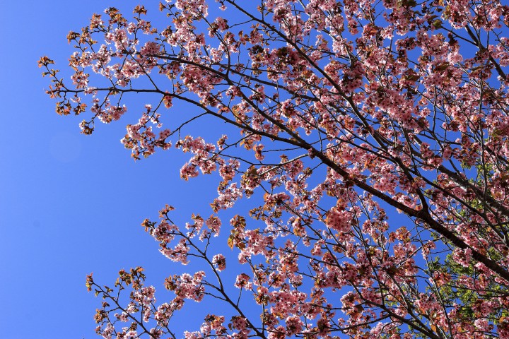 庭の八重桜はまだまだ健在です【最高気温26.8℃】