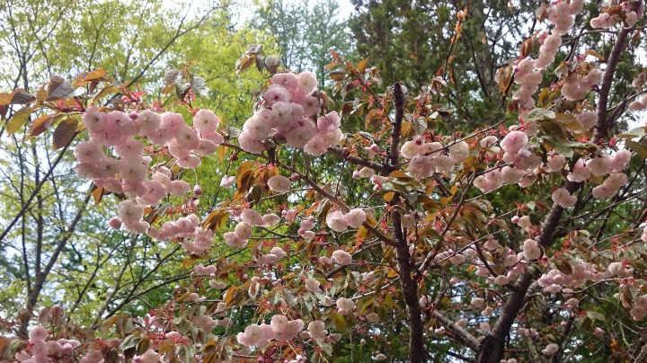 庭の八重桜
