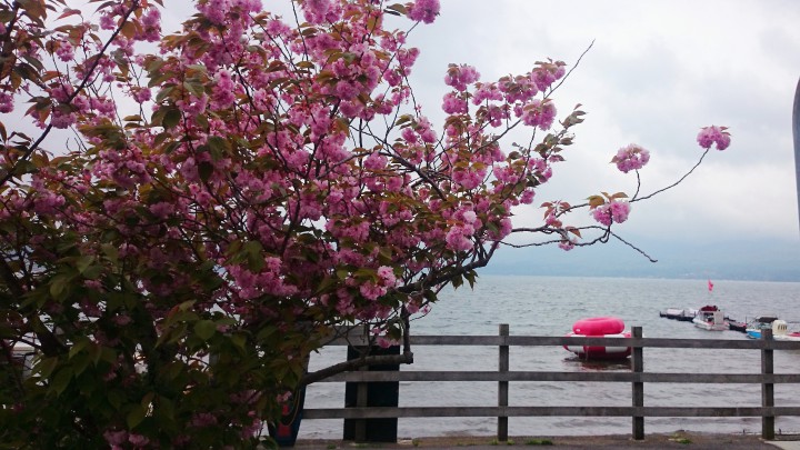 山中湖畔の八重桜