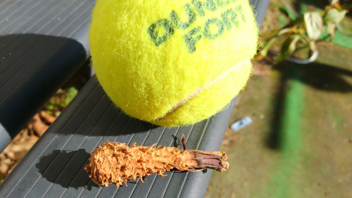 テニスコートで見つけた小さなエビフライ