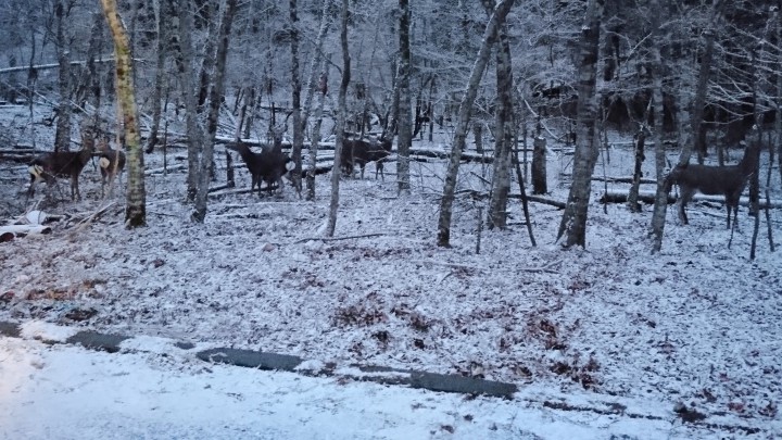 鹿も寒そうな1日でした。最低気温-10℃の山中湖