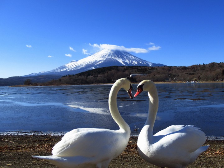 山中湖の白鳥でハートが現れました。最低気温は-13.1℃でした