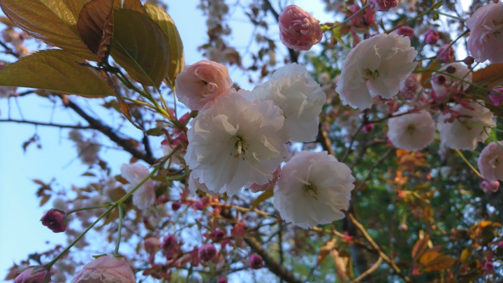 共立テニスロッヂの桜
