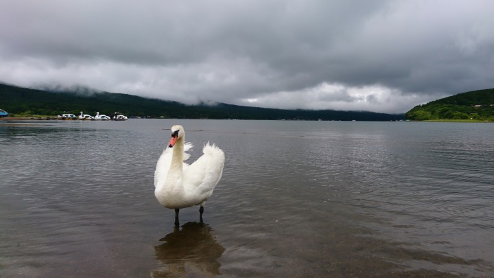 山中湖の白鳥さん