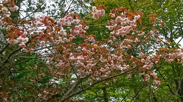 庭の八重桜が満開です。