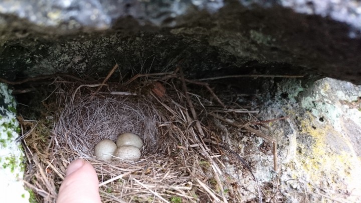 庭の石垣に小さな鳥の卵を発見しました！