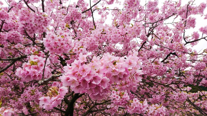隣の県、静岡県の桜はとても華やかできれいでした。
