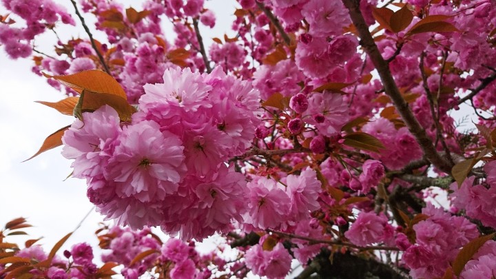 庭の八重桜がふさふさです。