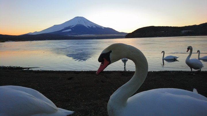 白鳥と山中湖