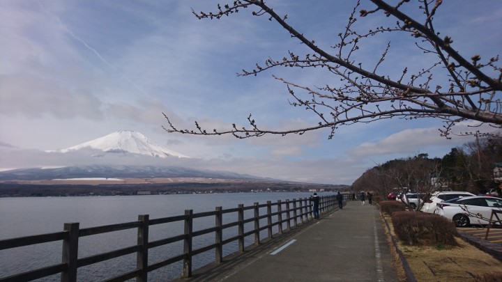 山中湖の親水公園、桜と富士山