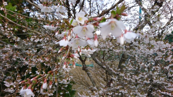 庭の桜が咲きました。