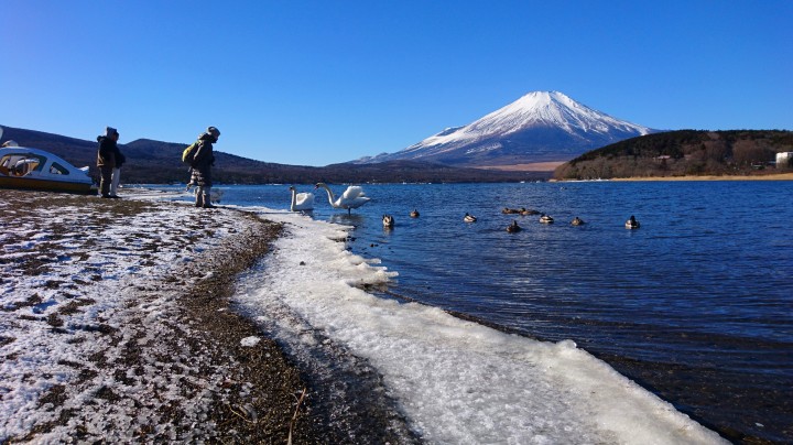 富士山と白鳥